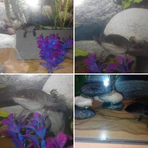 Alice The Axolotl