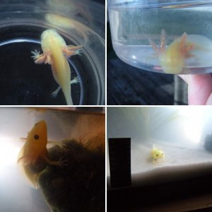 axolotls