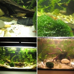 shrimp tank