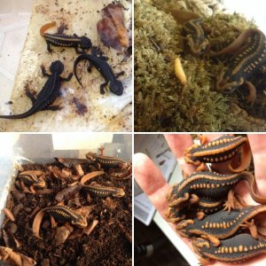 more newts