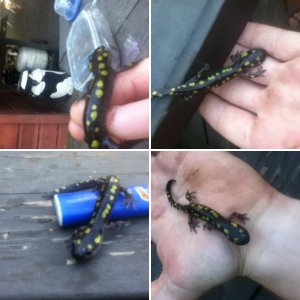 Ambystoma Maculatum