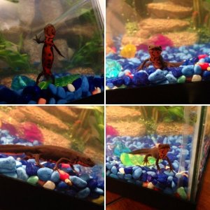 Fire belly newts