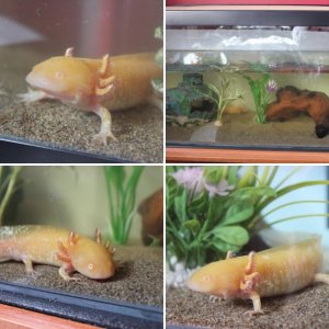 Draco