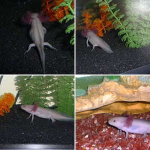 Alistair and his Axolotl Buddy