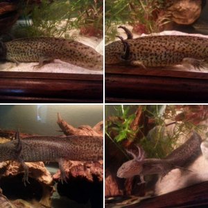 Axies