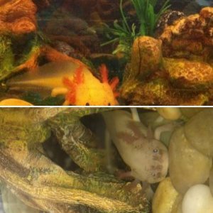 My axies