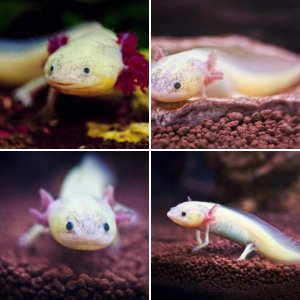 Wooper