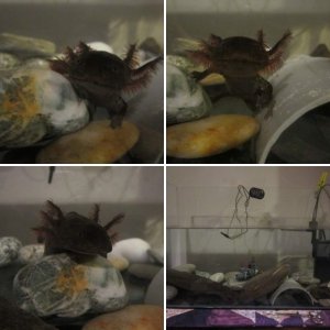 Mudkip the Terrible