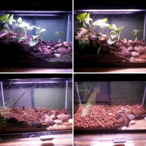 terrestrial juveniles tank build