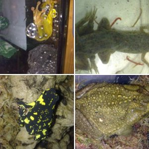 Random images