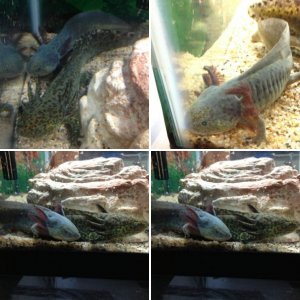 Blue axie :D
