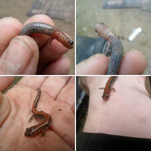 Plethodon Cinereus