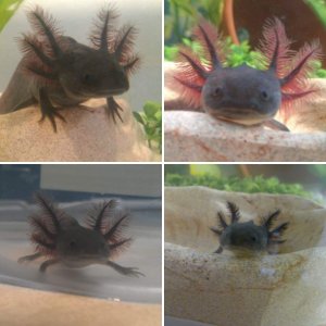 Meelo