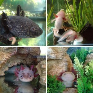 My Axies