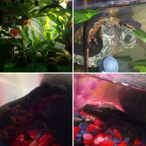 my cute gold dust newts