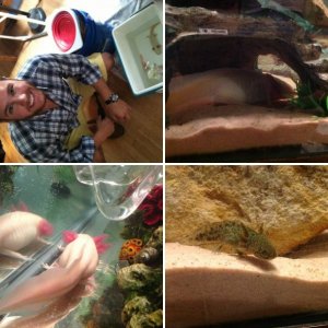 The axies