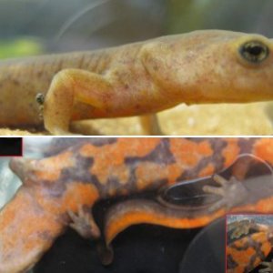Pachytriton sp