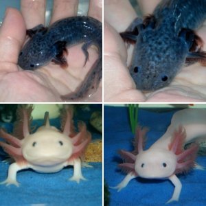 Tanks and Inhabitants