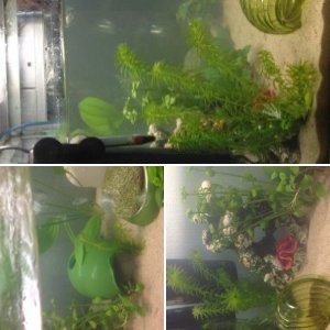 Juvenile tank