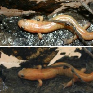 Desmognathus Fuscus