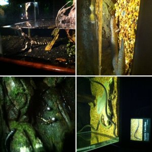 Tennessee aquarium