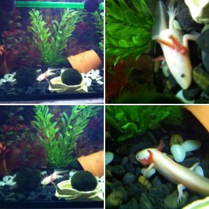 My axolotl