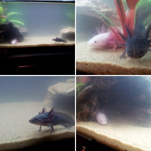 Axolotls