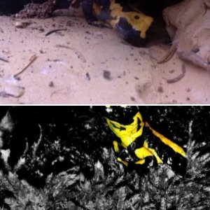 Salamandra Salamandra terrestris