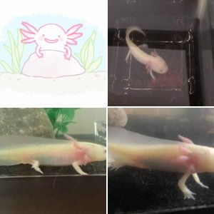 Our first Axolotl, Mixi.