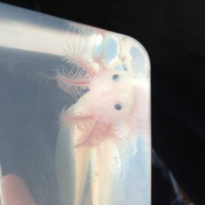 Leucistic Baby