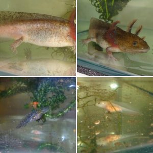 My Axolotls!