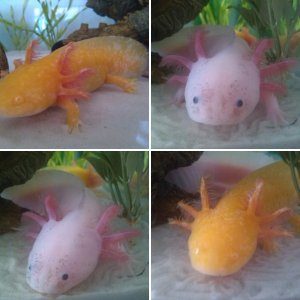 Introducing Ajax and Pepper!