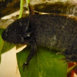 Axolotl