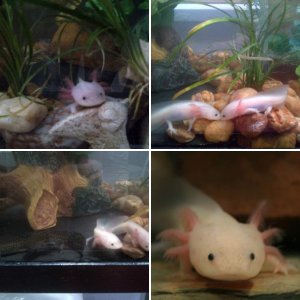 The ESI Axolotl Mascots