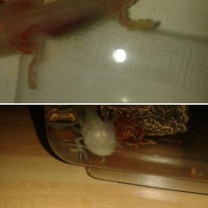 axolotl