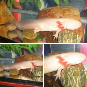 my old pal BLANCO