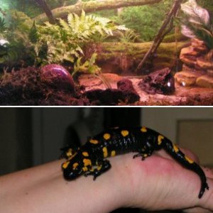 Fire Salamander - Aedan