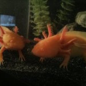 Minxie and Gartha