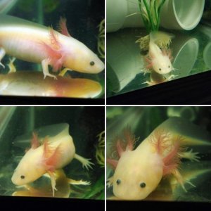 First axolotl