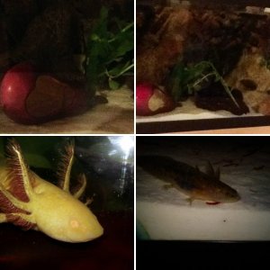 My Axolotls