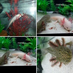 My Axolotl; Tui and La