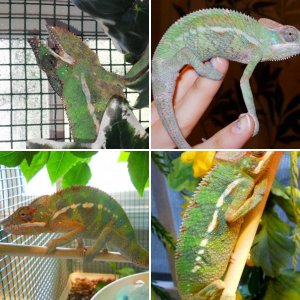 Panther Chameleon