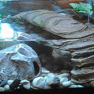 Paddletail Newt tank.