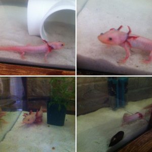 My axies