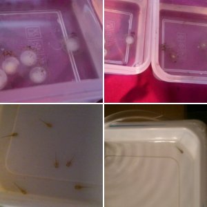 My axies