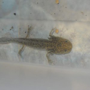 Second axolotl