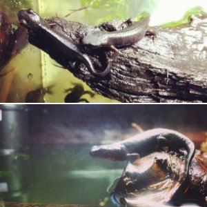 My Newt