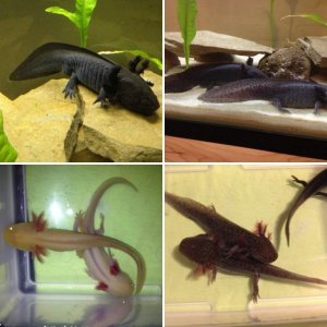 Axolotls