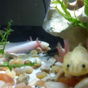 Axolotls