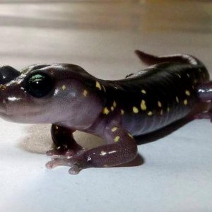 A.lugubris